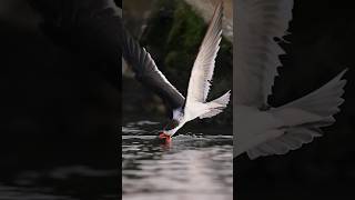 This bird does what See how the skimmer hunts for fish bird wildlife fishing GINAF [upl. by Ahsoem]