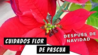 Cómo lograr que la flor de pascua sobreviva a la Navidad  Trucos y consejos con Hogarmania [upl. by Inama]