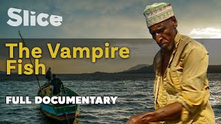 The Vampire Fish I SLICE I Full documentary [upl. by Michigan]