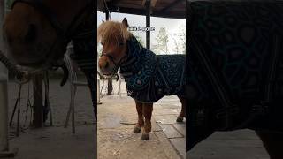 Wir lieben es 🥲 IGmystarwave minishetty equestrian horses cold spring fail [upl. by Sirc]