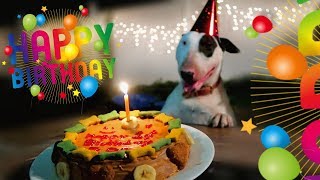 ZED GETS A SURPRISE PARTY FOR HIS BIRTHDAY English Bull Terrier [upl. by Ahsed]