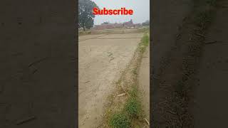 nagin nache Gali Galiviral nagin love subscribe sanpbalivideo🥳❤subscribe [upl. by Chrysler]