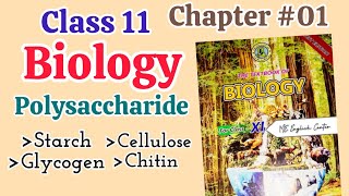 Polysaccharide Starch Glycogen Cellulose Chitin Chapter 01 Biological molecules Sindh board [upl. by Yreme]