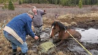 Wild Horse  The Rescue of Faith May 06 2020 [upl. by Channing]