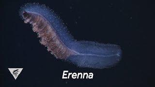 Weird and Wonderful The fisheating siphonophore Erenna [upl. by Aneeram]