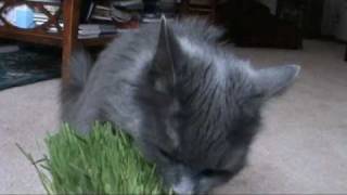 Nebelung Cats on Grass [upl. by Itnahs389]