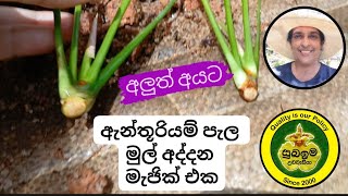 How to develop roots in anthurium shoots 🌿🌸 ඇන්තූරියම් පැල මුල් අද්දන මැජික් එකplants propagation [upl. by Donavon429]