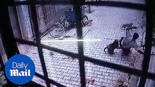 Dramatic moment gang of monkeys attack man in northern India [upl. by Yojal]