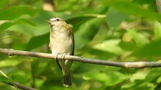 Viréo aux yeux rouges cri  Redeyed Vireo call [upl. by Jaine77]