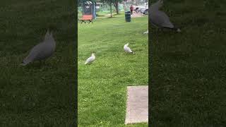 Two gulls in a dispute Hard to tell about what [upl. by Nylauqcaj]