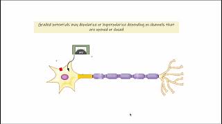 13 Graded Potentials I [upl. by Agarhs]