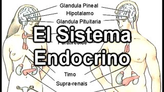 El Sistema Endocrino  Documental de Biología [upl. by Rubie]