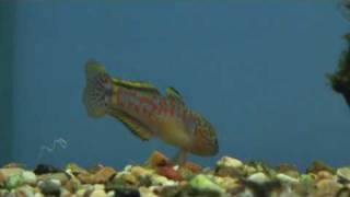 Peacock Goby Tateurndina ocellicauda guarding eggs  for sale at Tyne Valley Aquatics [upl. by Japheth]