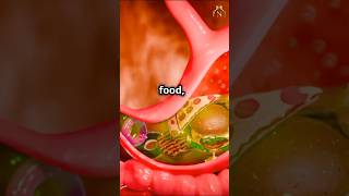 How food digestive in stomach shorts medical digestion nursingking [upl. by Annaihr840]