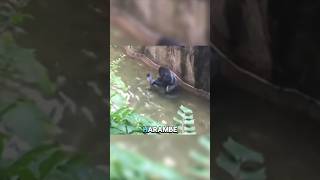 Harambe ONE DECISION SPARKS DEBATE viralvideo gorillatag [upl. by Agamemnon]