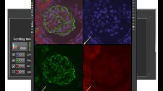 Basics in Nikon NISElements for confocal microscopy [upl. by Licha360]