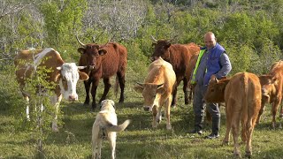 STOČARSKA IDILA NA OBRONCIMA BUKOVICE ZNAD RAVNIH KOTARA BENKOVAC 2024 [upl. by Sheba]