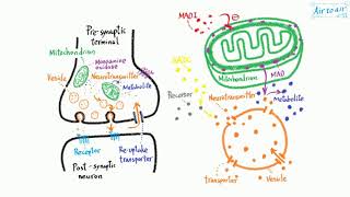 monoamine oxidase [upl. by Adnol]