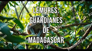 Lémures guardianes de Madagascar [upl. by Ellenuahs]