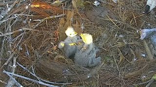 Captiva Eagle Cam  Jan 1 2024  0731 [upl. by Princess]