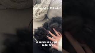 Petting your dog aggressively each time dog puppy shihpoopuppy shihpoo 100subs [upl. by Nageet229]