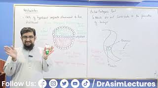 Formation of Placenta [upl. by Hsetim983]