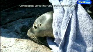 Injured seal pup rescued from NH island [upl. by Ninel]