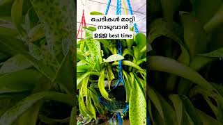 Best time to propagate plants plantspropogation shortvideo shorts shortsviral full video താഴെ [upl. by Marika]