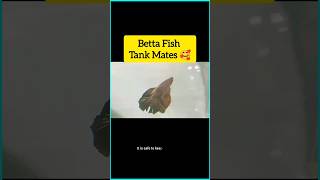 Betta fish tank mates 😁 aquarium bettafish guppy tankmate petsvlog shorts [upl. by Norramic]