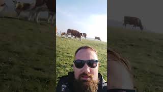 Zlatibore pitaj kravu😎🐮🐄zlatibor krava [upl. by Malinowski]