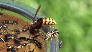 Trapping Wasps Hornets and Yellow Jackets Best Bait Mixture and lure Protecting Honey Bees [upl. by Eilhsa388]