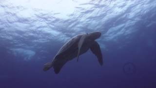 leatherback turtle on scuba [upl. by Arramat]