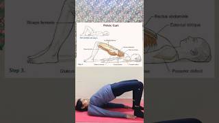 Pelvic Curl Pilates Exercise muscle pilates muscle anatomy yogawithphysio exercise [upl. by Tripp]