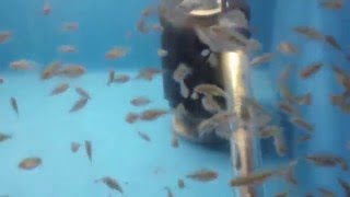 Amphilophus Chancho Cichlids  Documented Growth Rate [upl. by Ezra477]