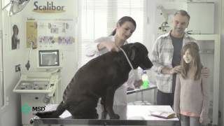 Anuncio Scalibor TV 2014 MSD Animal Health [upl. by Elizabeth214]