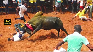 Jallikattu 2024  ஜல்லிக்கட்டில் காளைகளின் கொலைவெறி ஆட்டம் [upl. by Evangelina502]