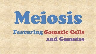 Meiosis [upl. by Uis]