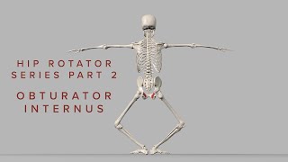 Hip Rotator Series 2 Obturator Internus 3D Animation [upl. by Elke]