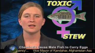 Pollution Causes Male Fish to Carry Eggs [upl. by Tamra]