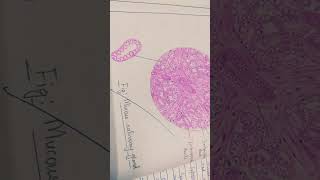 Salivary gland Histo diagramDADH practical 1st year BDS [upl. by Hoover360]