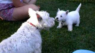 Westie puppy chats with 10 year old westie who gets the last bark [upl. by Shela]