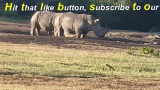 🦏 Rhino Pee Speed The Wildest Thing Youll See Today 🐘 [upl. by Ahselaf]