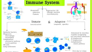 Pathology 33 Immune system Innate ampAdaptive Immunity  Difaaca jidhka lagu dhasho iyo kalakasbado [upl. by Adniralc]