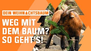 Weihnachtsbaum entsorgen und recyclen  OBI  Dein Weihnachtsbaum  Folge 6 [upl. by Charmian]