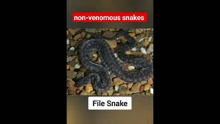 nonvenomous snakes part 2 [upl. by Ycrem]