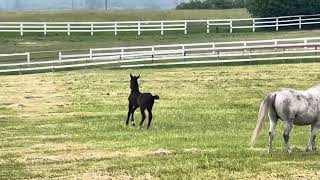 3 week old Lipizzan colt Conversano Biella aka Ziggy shows off for the camera [upl. by Refinney]