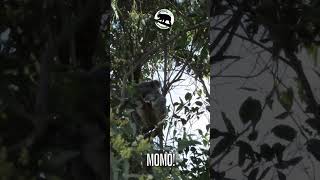 Wow how big is this koala tree Momo  australia all over wildlife [upl. by Willms]