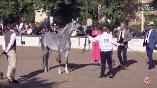 N 15 JAWAHER AL SHIRAA Spanish Nationals 2024 Fillies 3 Years Old Class 3 [upl. by Vina]