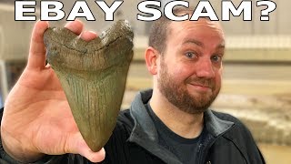 Megalodon Tooth  Real or Fake eBay Scam [upl. by Eddra]