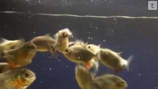 Red Belly Piranha Feeding [upl. by Jacquenette]